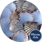 Sea Washed - Scallop Shell Cups